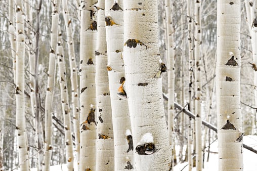 Aspens 2024 in snow